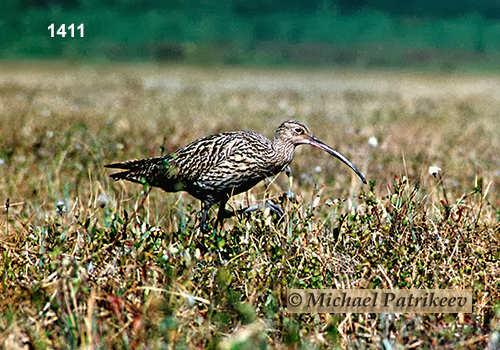 Eurasian Curlew (Numenius arquata)